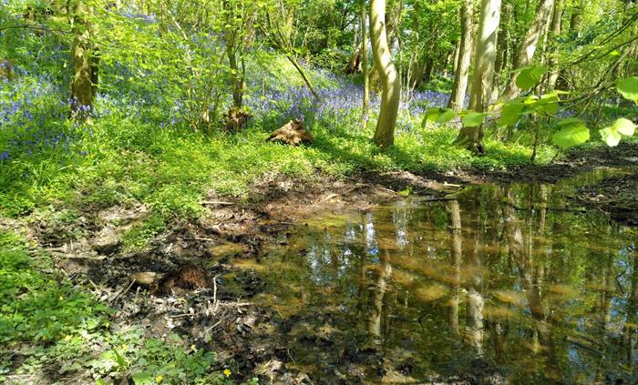 Bluebells and water near Llanymynech Canal Wharf